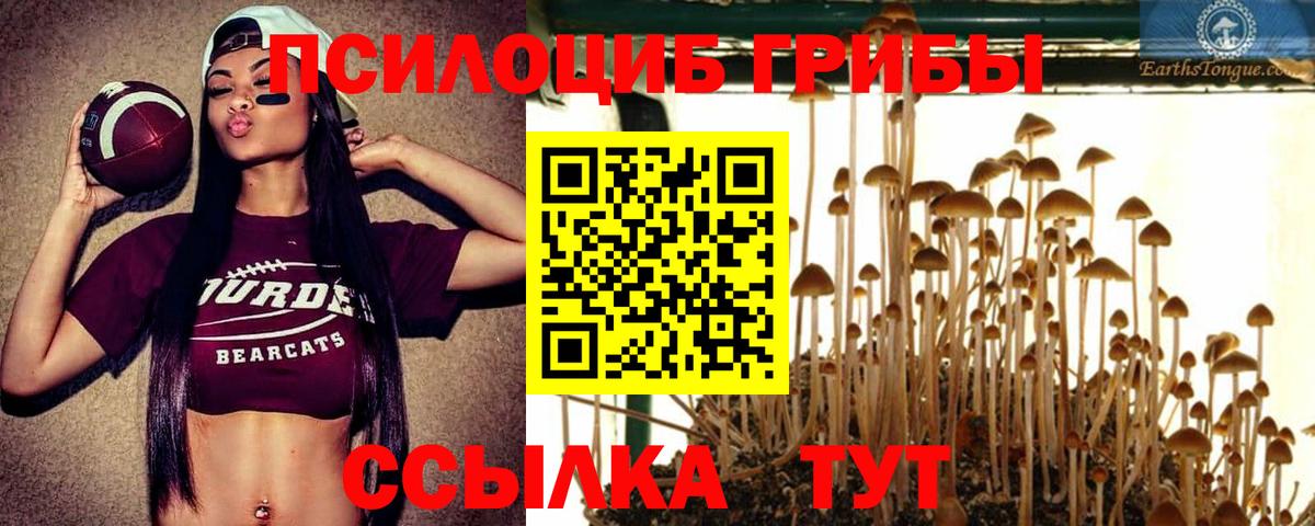 Егорьевск  Псилоцибиновые грибы Psilocybine cubensis  Вход с VPN 